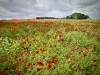 poppies-west-pomeranian-district