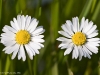 Twin Daisy