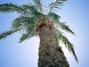 Palm