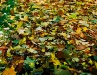 fall